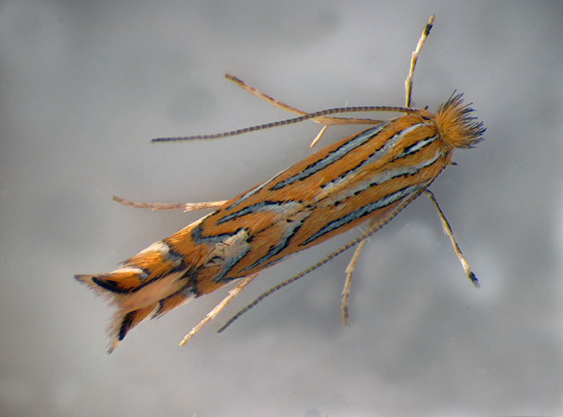 Lithocolletis (Phyllonorycter) platani